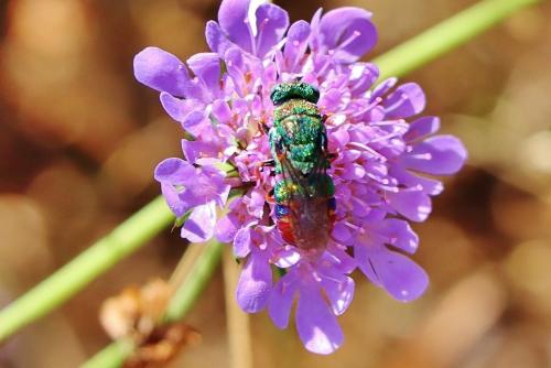 Parnopes grandior